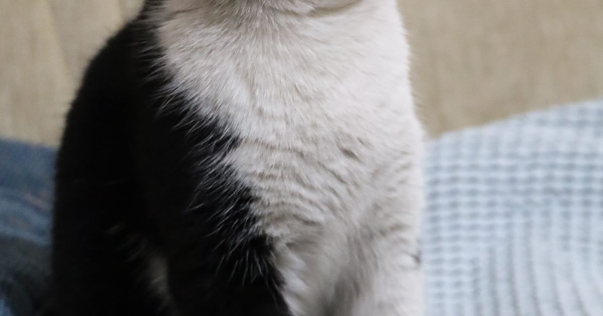 梦见猫梦境意境配图